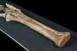 Struthiomimus Composite Foot - Two Medicine Formation #92641-7